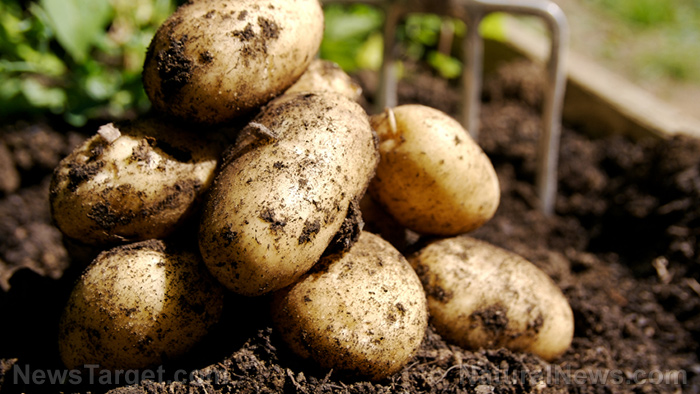 Image: How to grow potatoes in a bucket