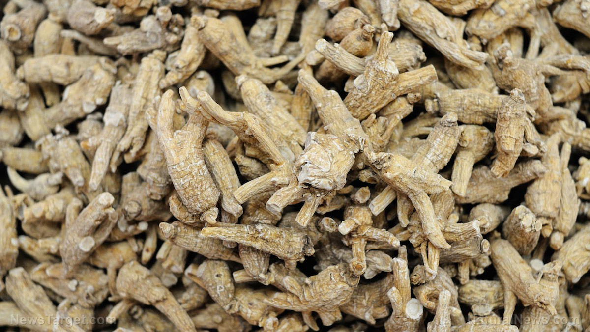 Image: Mountain ginseng found to have immunostimulating, antioxidant, anticancer and anti-aging properties