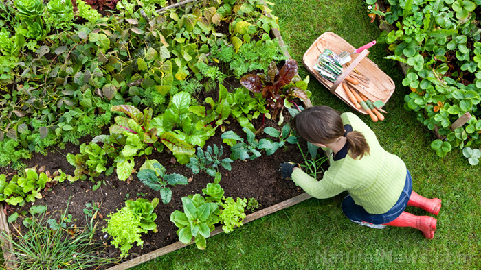 Image: Tips for starting your own organic garden