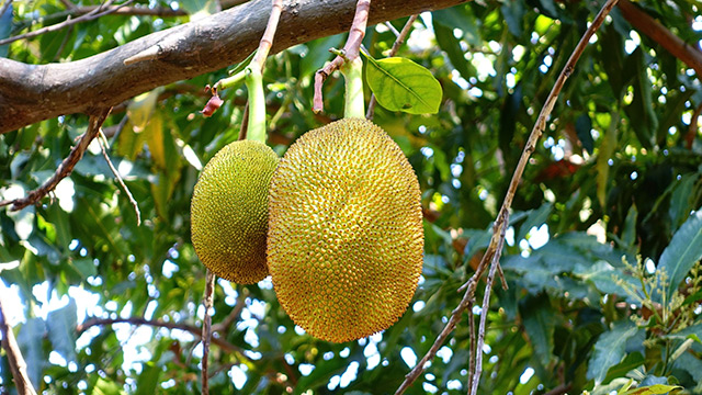 Image: Jackfruit seeds can be used as an alternative protein source