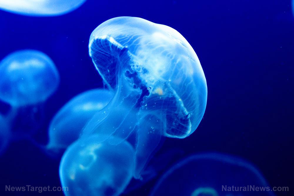Image: Getting enough sleep is a no brainer; even jellyfish rest to regenerate, study finds