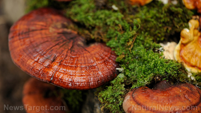Image: Analysis finds 75 percent of reishi mushroom supplements DO NOT contain reishi mushrooms