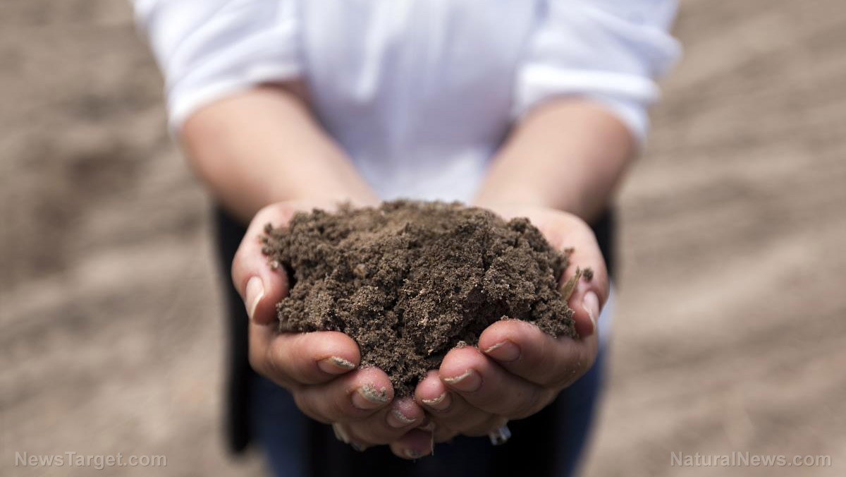 Самые богатые почвы. Микропластик в сельскохозяйственных почвах. Soil antibiotics. Богатая почва Ферганы. Что растет на глине.