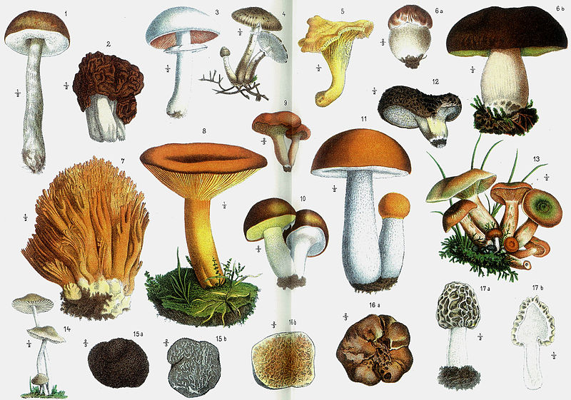 Image: Research concludes that over 10 types of mushrooms can boost brain function, helping prevent dementia