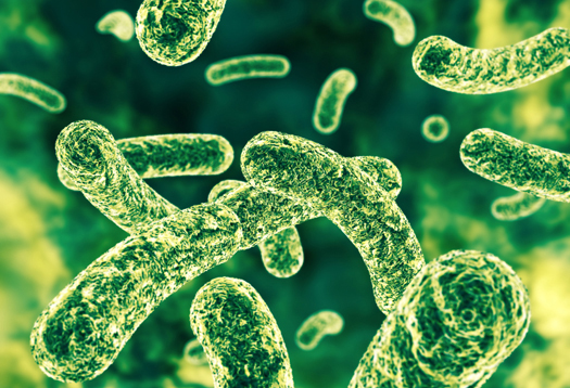 Image: Good bacteria modify our immune response by changing existing gut flora