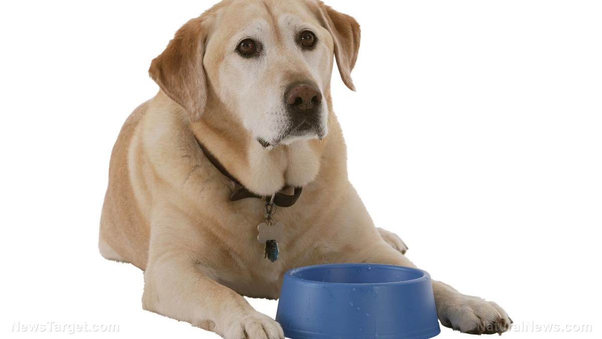 Image: Changing your dog’s diet can help address food allergies