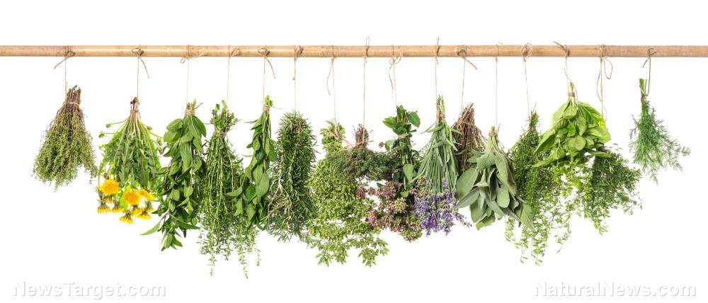 Image: 10 Medicinal herbs that every prepper needs when SHTF