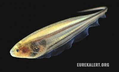 Image: Study reveals glass knifefish use tiny active sensing motions to keep track of their surroundings