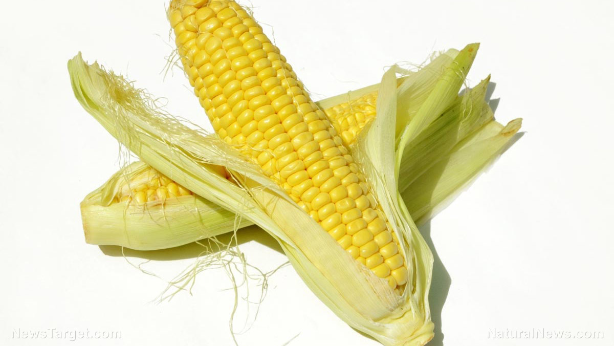 Image: Corn silk and its anti-inflammatory and antinociceptive properties