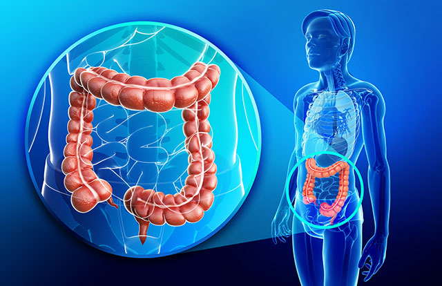 Image: Scientists have discovered that the appendix may have a huge role in preserving healthy gut bacteria