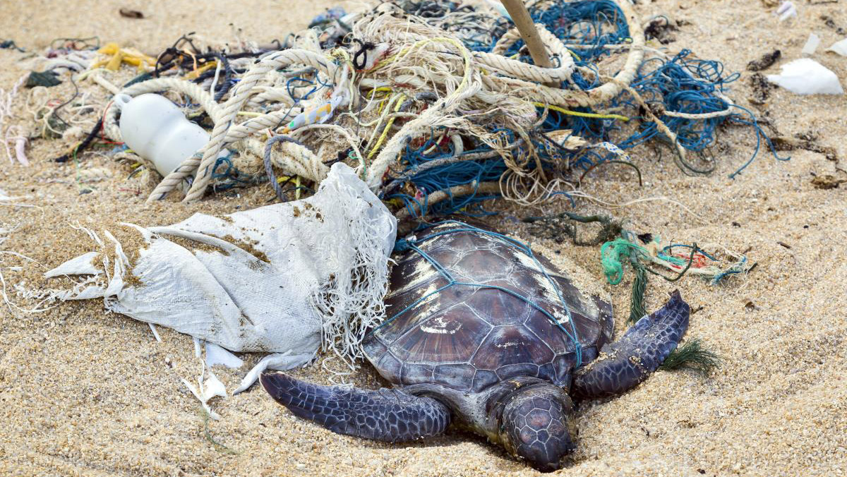 Image: New study finds that 100 PERCENT of sea turtles have plastics in their bellies