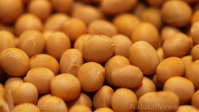 Image: Scientists study soy vinegar as an alternative treatment for uric acid buildup