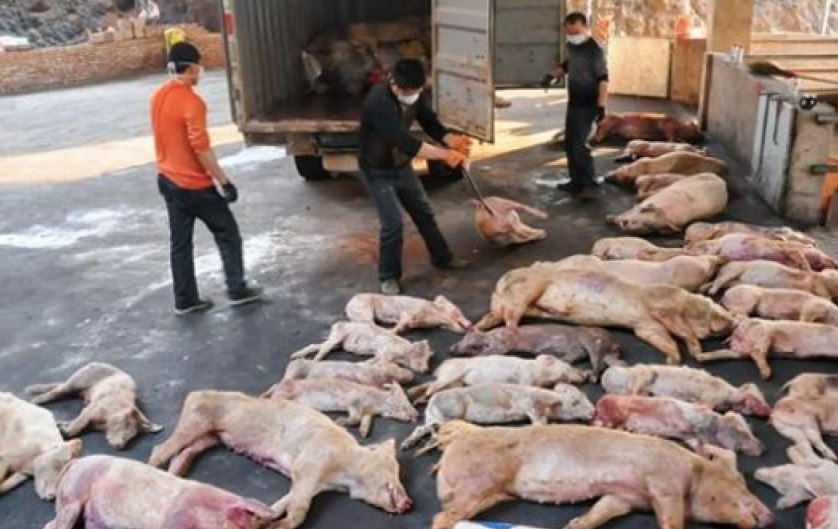 Image: Threat of deadly African swine fever virus triggers biggest seizure of U.S. agricultural products in history