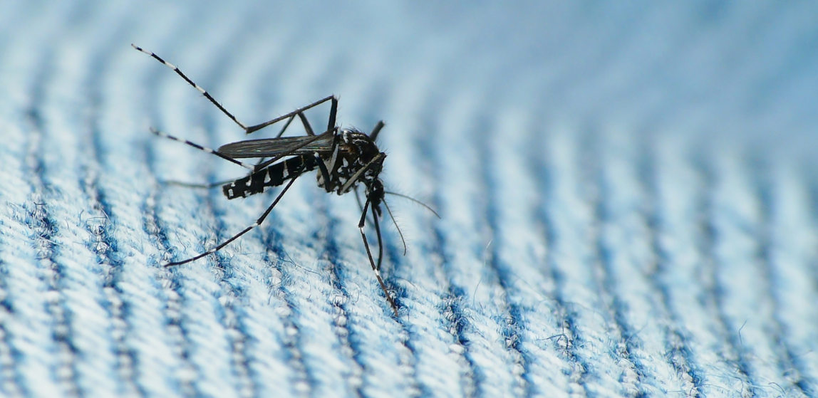 Image: After the rain – mosquitoes: Epidemics of mosquito-borne illness occur about three weeks after a major rain event