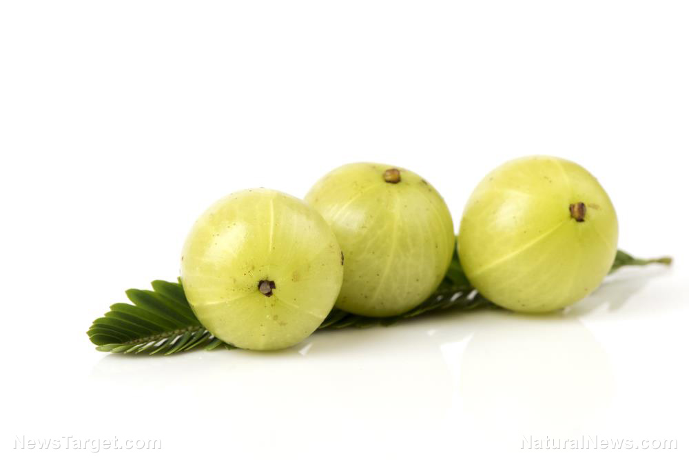 Image: Indian gooseberry shows promise as a natural cholesterol-lowering herb
