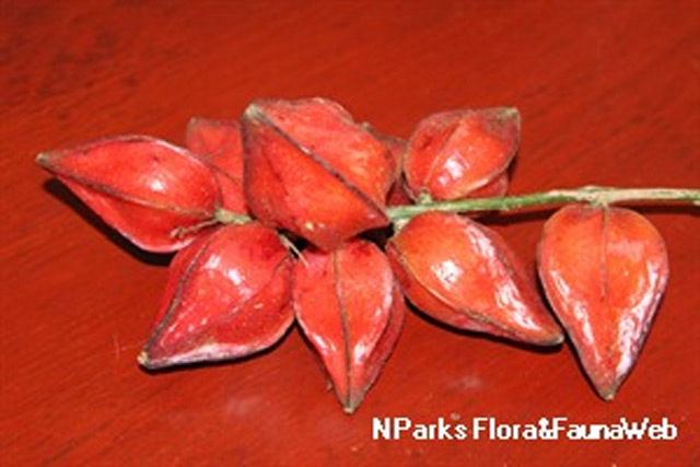 Image: Malaysian fruit belimbing dayak can help lower LDL cholesterol