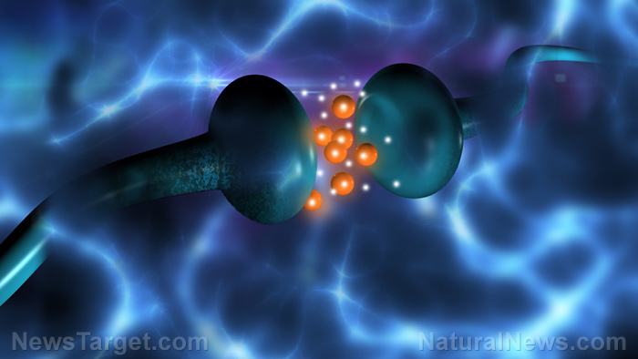 Image: Brain cells from pigs being used in human brains to treat Parkinson’s
