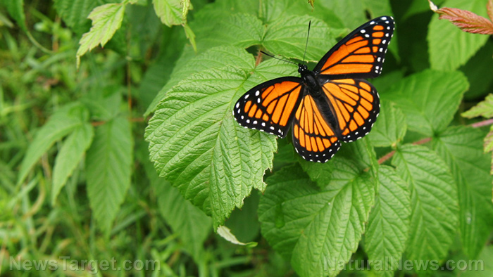Image: Study: Habitat destruction to blame for the demise of monarch butterflies in California
