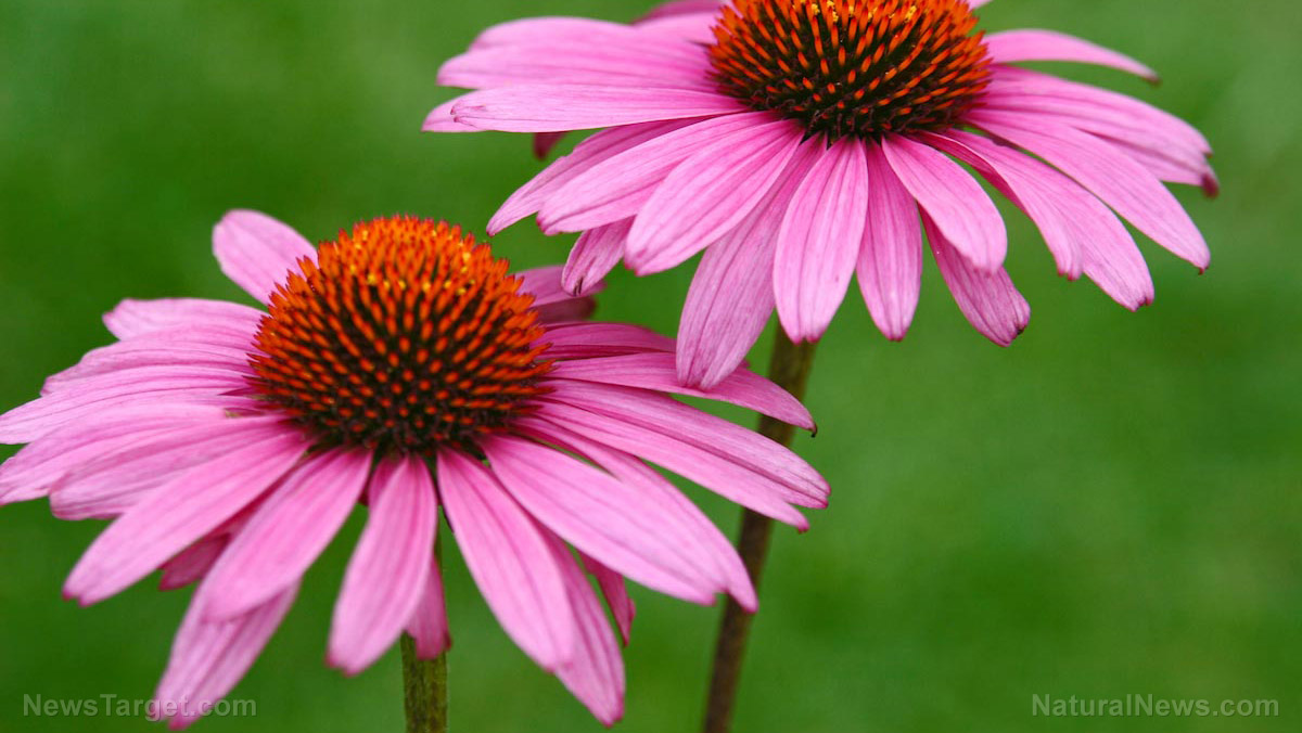Image: 8 uses for Echinacea backed by science
