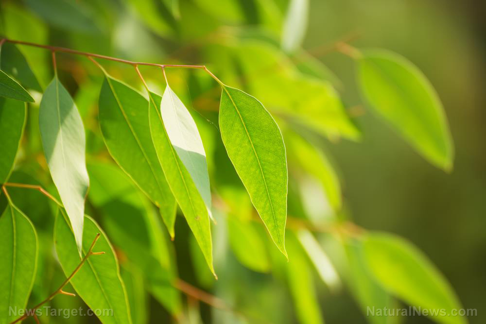 Image: The 6 health benefits of anti-inflammatory eucalyptus oil