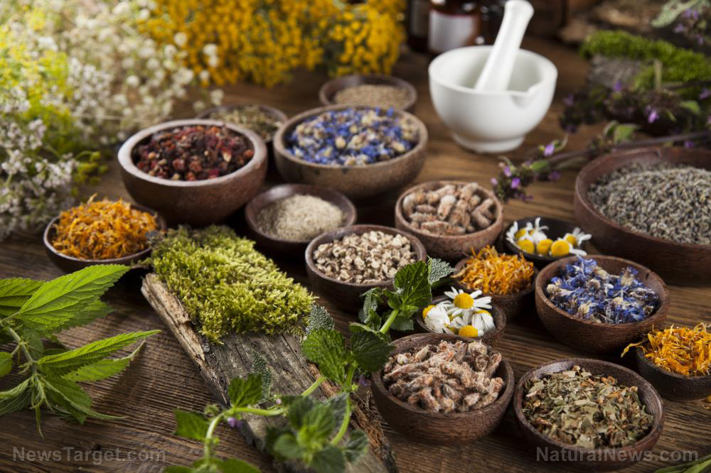 Image: The anti-fungal potential of herbal medicines