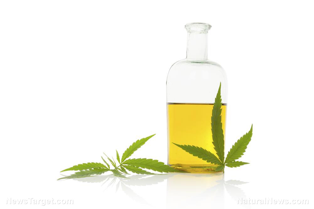 Image: Study: Compounds in cannabis found to inhibit the growth of cancer cells in the colon