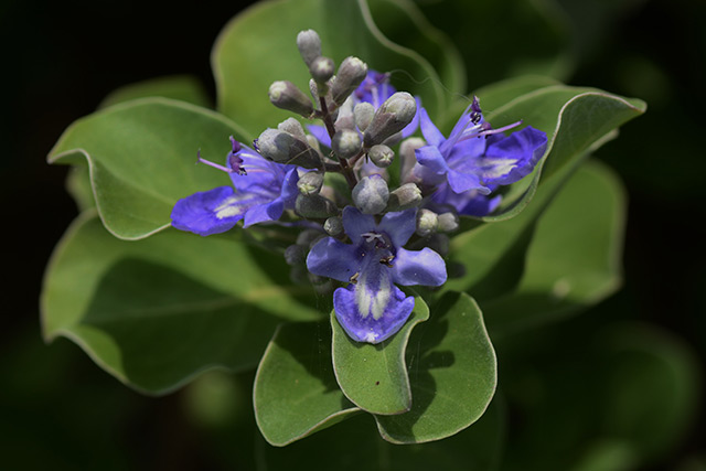 Image: Beach vitex fruit can induce apoptosis in human colorectal cancer cells