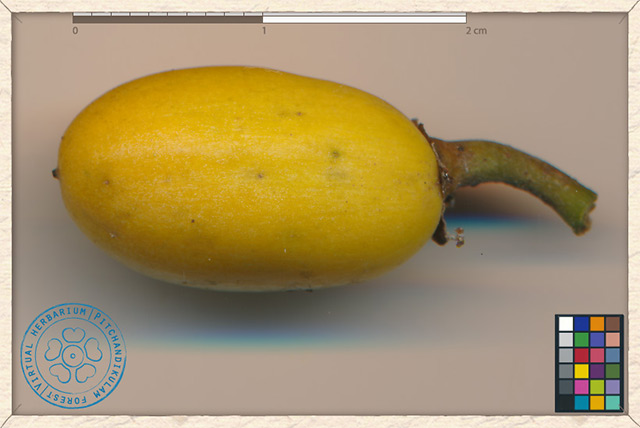 Image: Fruit of Ceylon ironwood found to have potent antioxidant properties