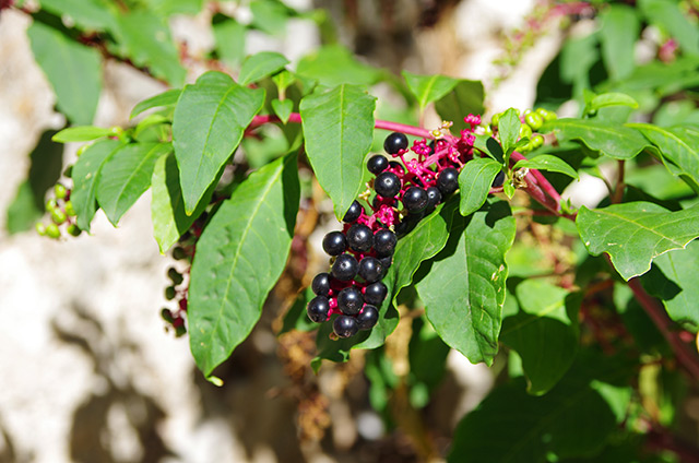 Image: Study reveals the antiviral potential of pokeweed