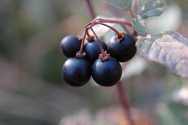 Image: Solanum nigrum inhibits tumor growth proliferation