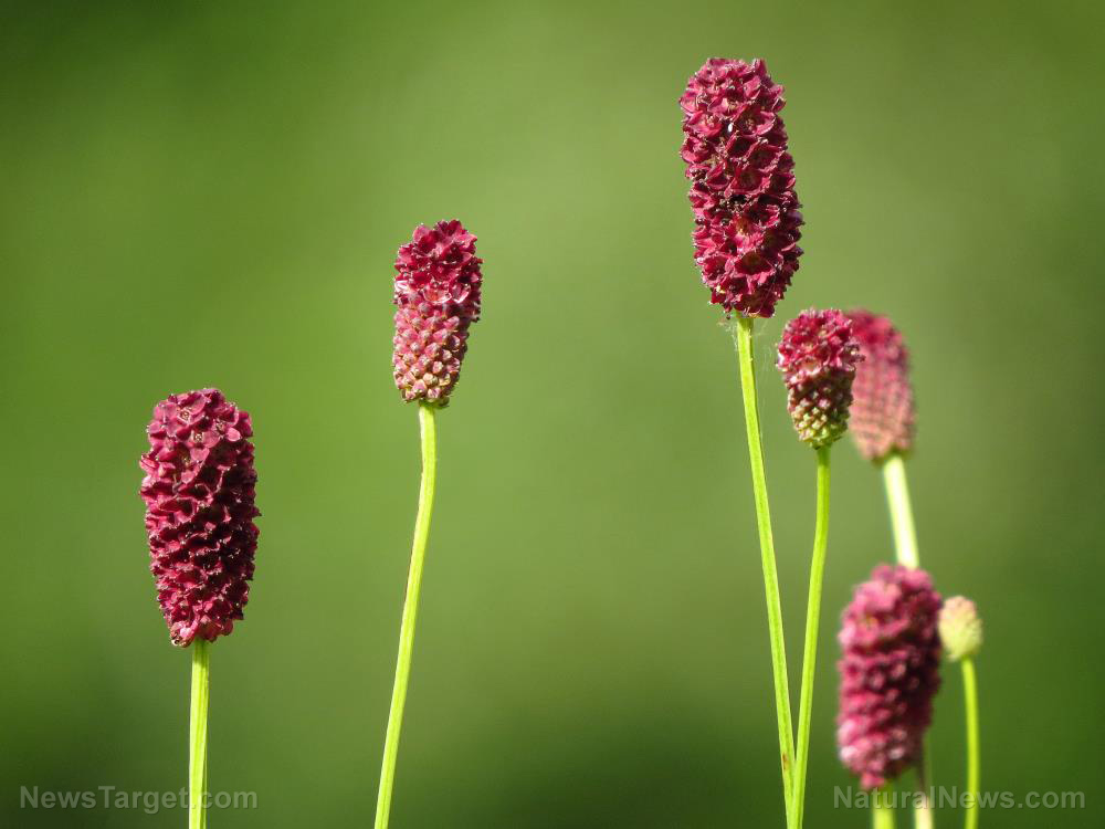 Image: Burnet: A small shrub packed with huge health benefits