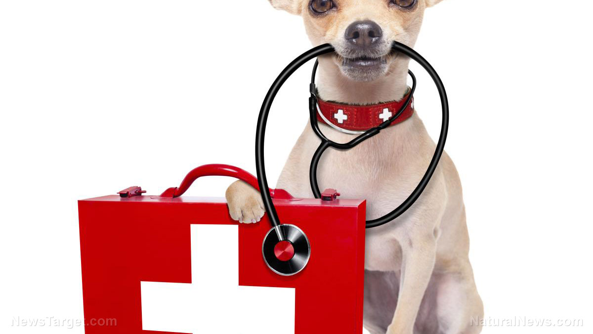 Image: Do you have a first aid kit for your pets?