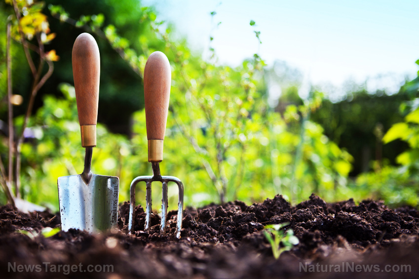 Image: Natural weed control: 9 Herbicide-free tricks
