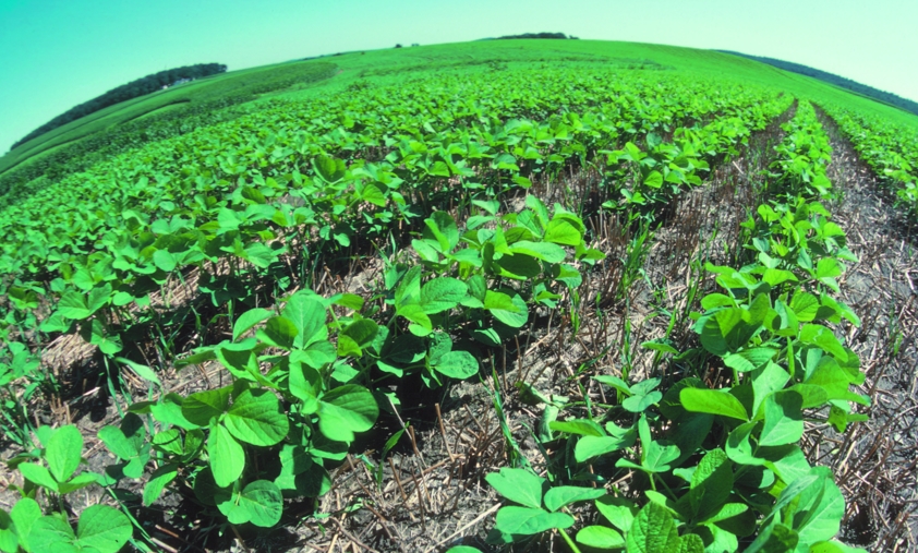 Image: Long-term outlooks: Australian farmers eliminate herbicide-resistant “superweeds” using natural non-herbicidal methods