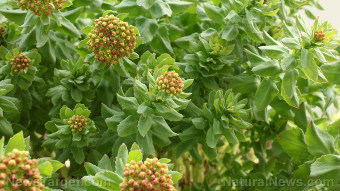 Image: The potential neuroprotective properties of salidroside from Rhodiola rosea