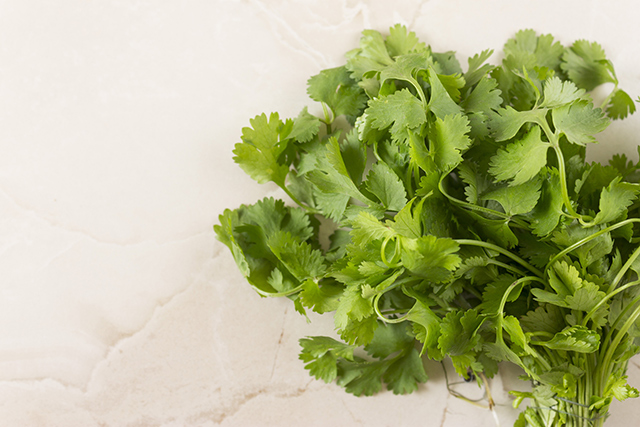 Image: Natural remedies for lead poisoning: Cilantro, also known as coriander, naturally protects the liver and lowers lead concentration