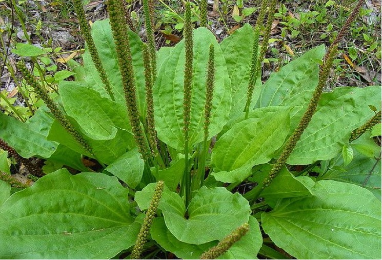 Image: A weed to some, plantain is a survivalist’s powerful medicine