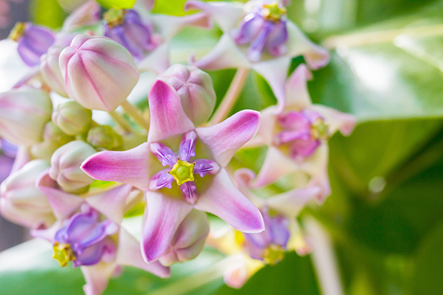 Image: Calotropis gigantea promotes the formation of synapses and neurites in the hippocampus