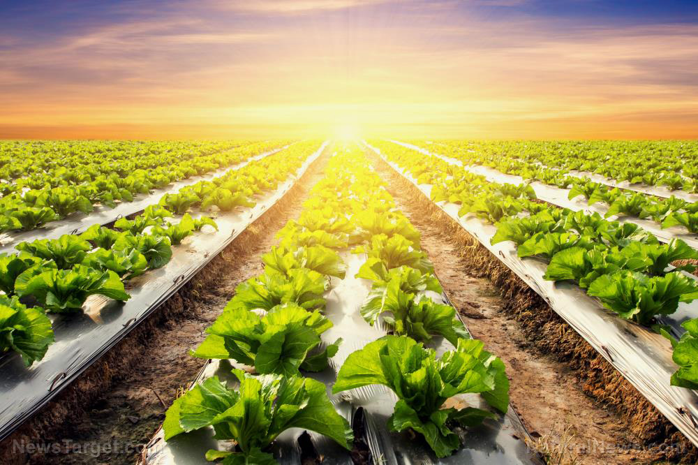 Image: Scientists study efficient photosynthetic bacteria to boost crop yields