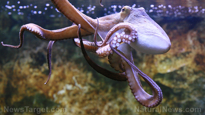 Image: “Are they dreaming?” Recent footage shows an octopus changing color while it SLEEPS