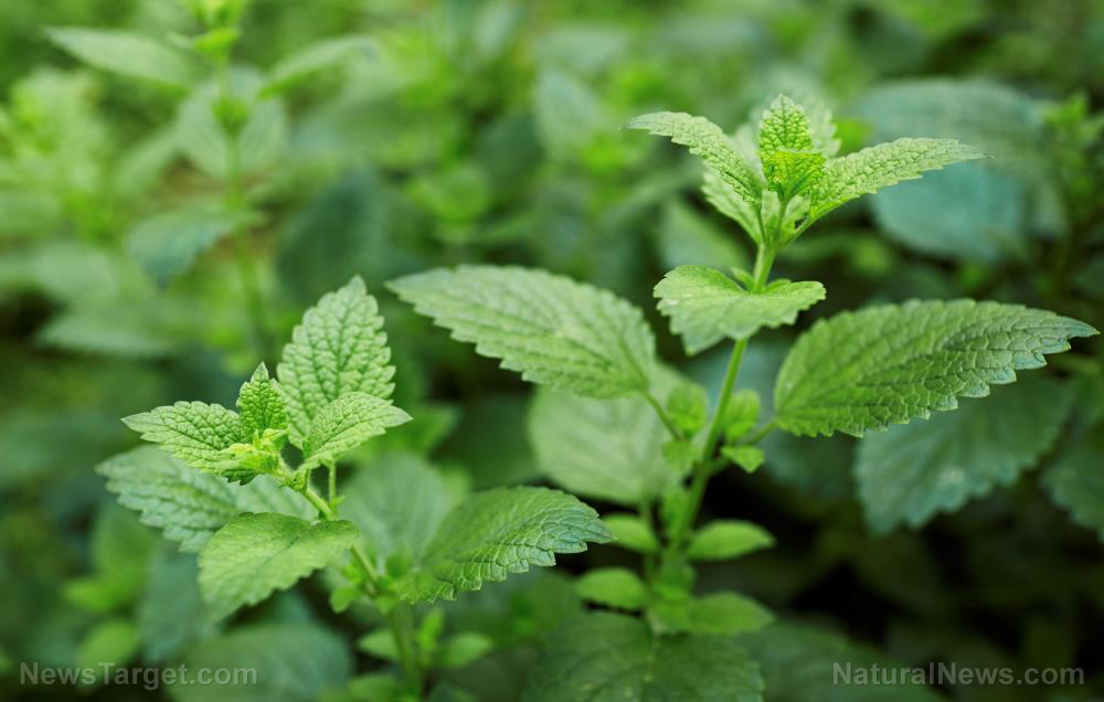 Image: Lemon balm is excellent survival medicine: Review of its medicinal properties and how to use it