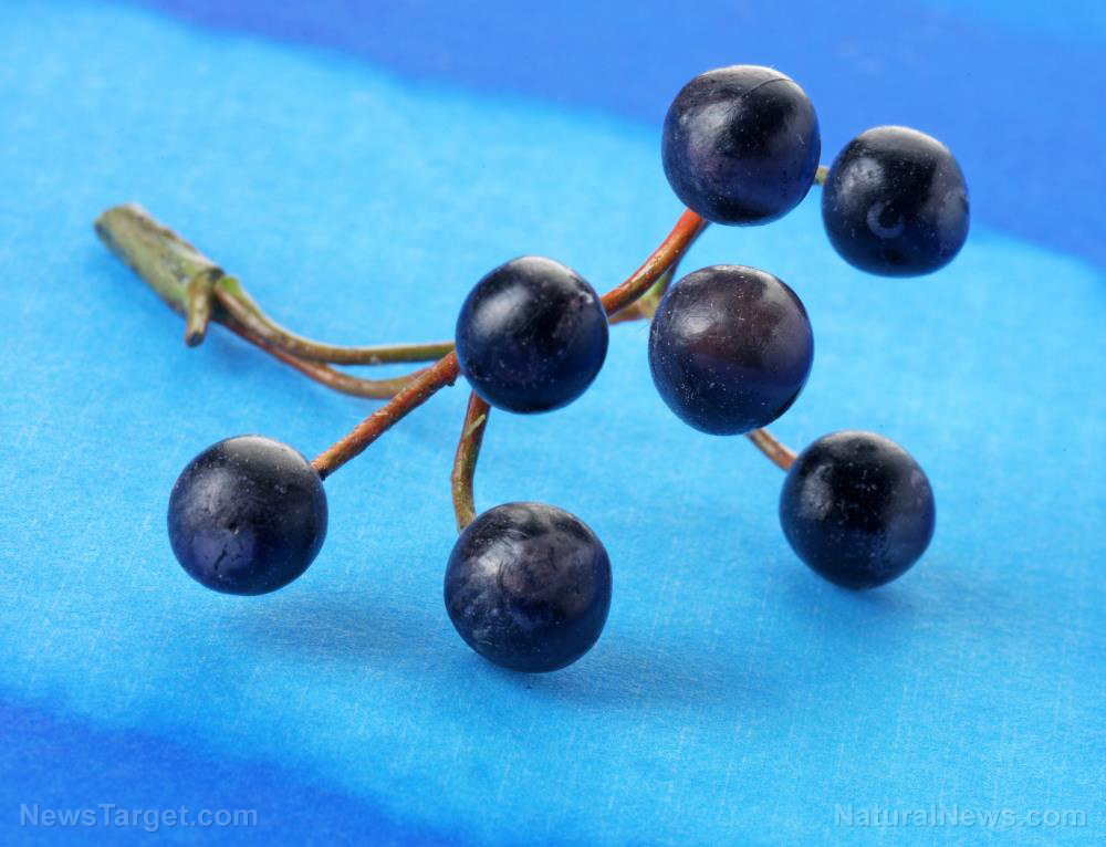 Image: Elderberry supplementation found to reduce symptoms and severity of colds in air travelers