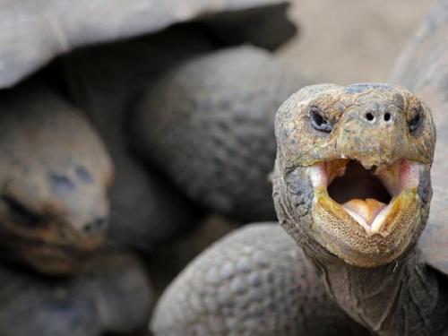 Image: Back from the dead: Giant tortoise species deemed extinct for 100 years recently found alive in the Galapagos
