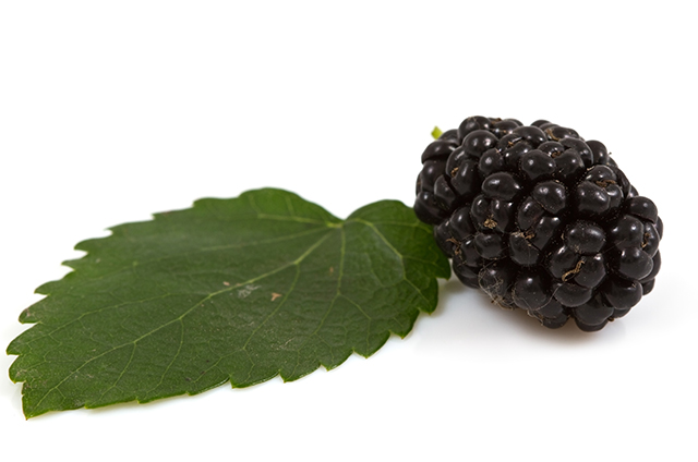 Image: Mulberry leaves can be used to keep diabetes symptoms at bay