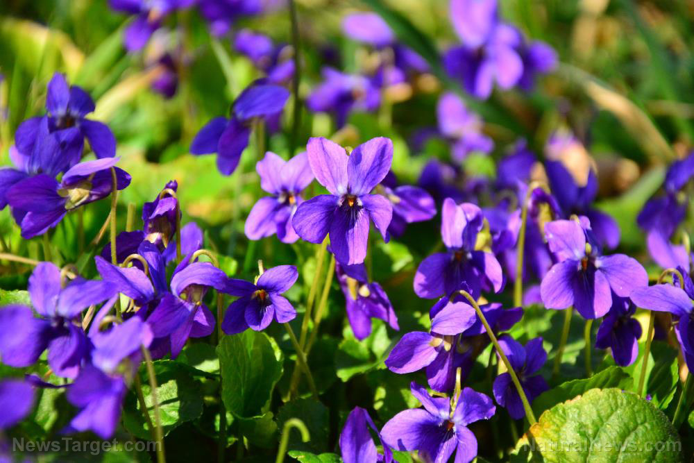 Image: Pretty, edible, medicinal: 10 Ways preppers use wild violets