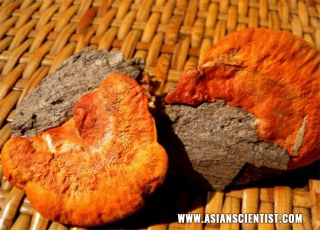 Image: Medicinal mushroom used in traditional Taiwanese medicine protects the liver from inflammation, fibrosis, and cancer