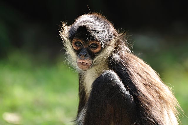 Image: Advanced communication? Spider monkeys adjust their “whinnies” to regain contact with their group