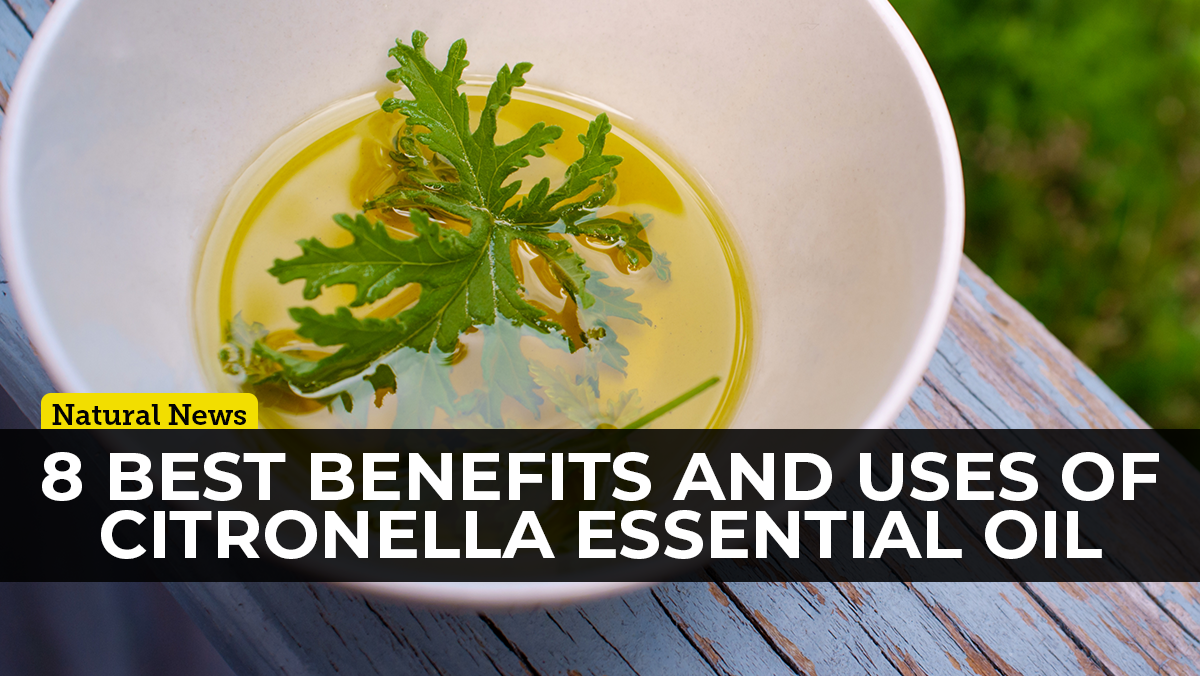 Image: Organic citronella essential oil is one of the most versatile essential oils on the planet