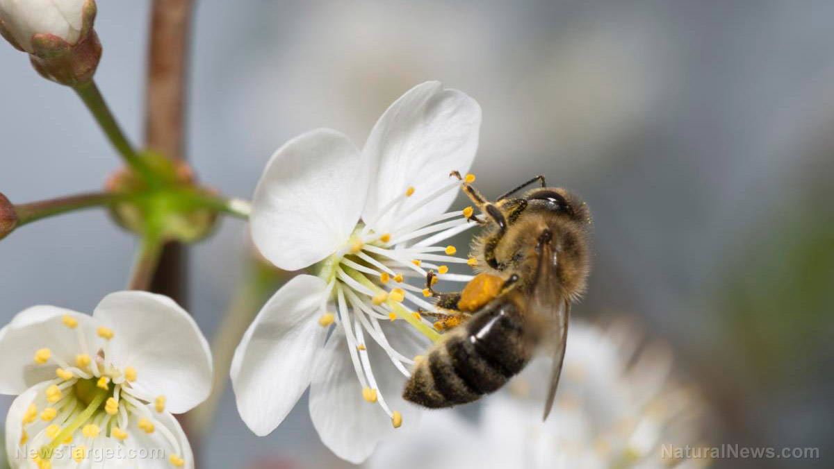 Image: Double threat may WIPE OUT honey bees, scientists warn: Pesticides and dwindling food supplies are killing them off at a record pace