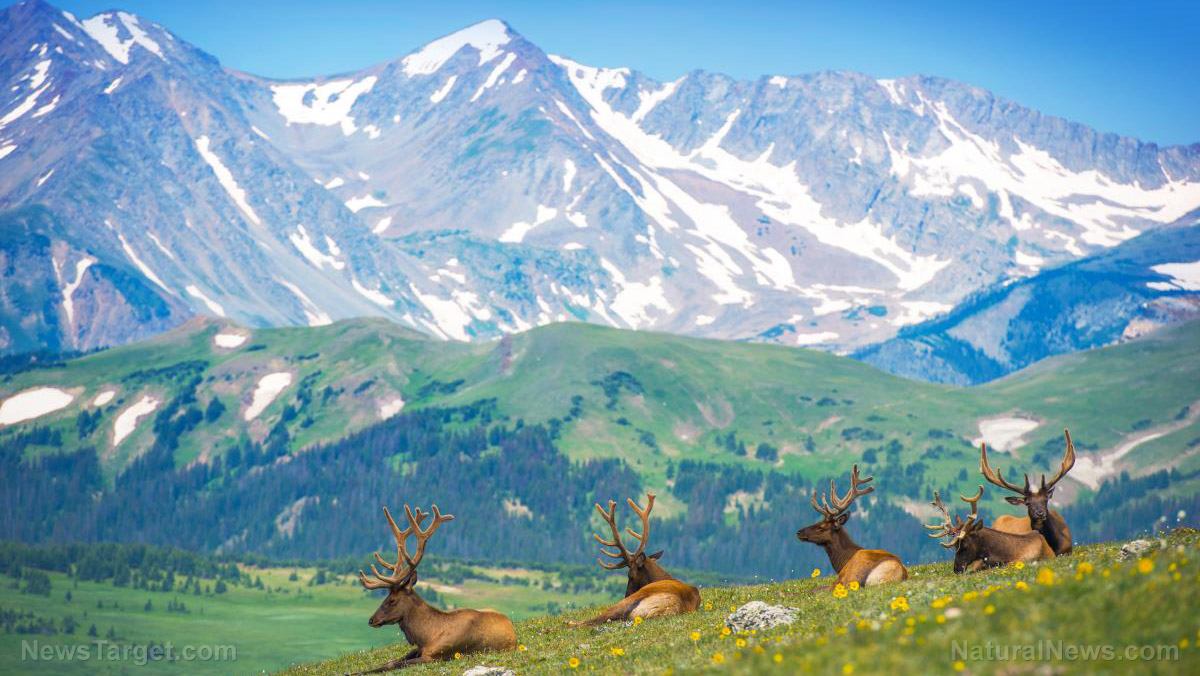 Image: Scientists turn to elk to help restore damaged strip-mined land